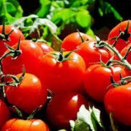 Tomato